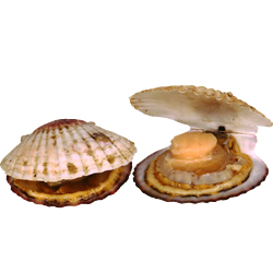 shellfish.jpg